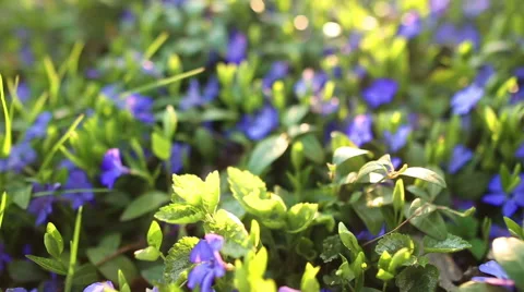 Spring flower field Stock Footage 50608838
