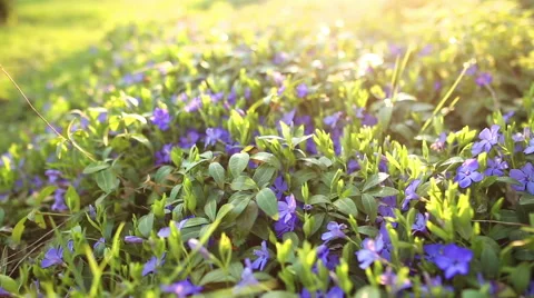 Spring flower field 库存影片 51547757