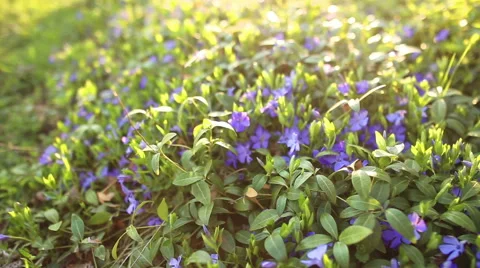 Spring flower field Stock-Footage 51722939
