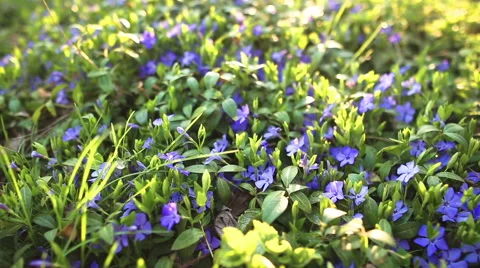 Spring flower field 库存影片 52327681