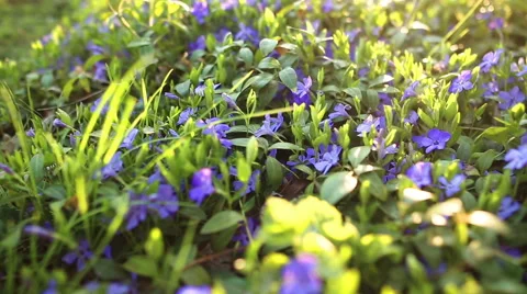 Spring flower field Vídeo Stock 52443262