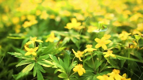 Spring flower field Vídeo Stock 52466981