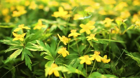 Spring flower field Video stock 52515520