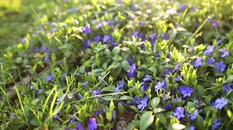 Spring flower field Видео 56551979