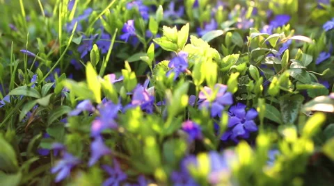 Spring flower field Stock Footage 56889730