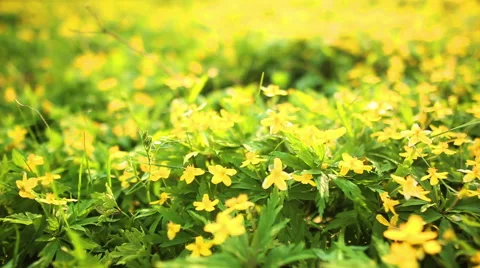 Spring flower field Stock Footage 56895329