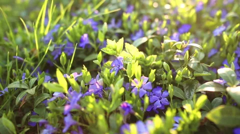 Spring flower field Stockbeeldmateriaal 58767922