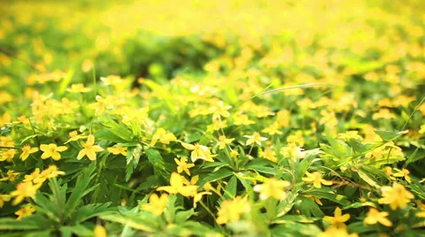 Spring flower field Video stock 59685668