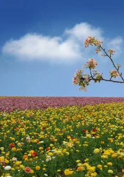 Spring flower field Foto stock