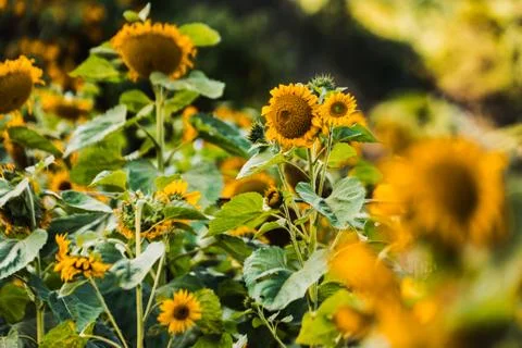 Spring flower field Stock Photos