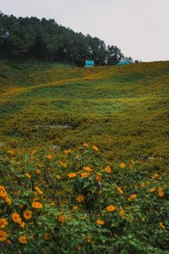 Spring flower field Stock Photos