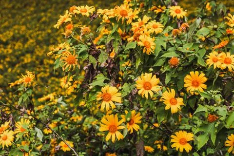 Spring flower field Stock Photos