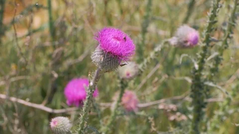 Spring flower in fields Stock Footage 91591807