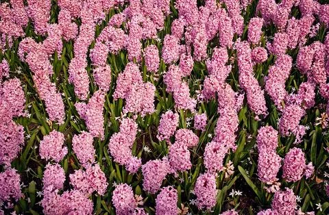 Spring Flower Fields in Patterns Stock Photos