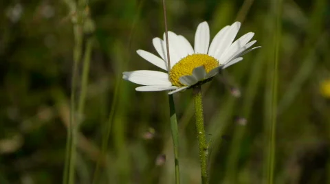 Spring Flower Vídeo Stock 537381