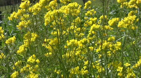 Spring flower 스톡 동영상 661175