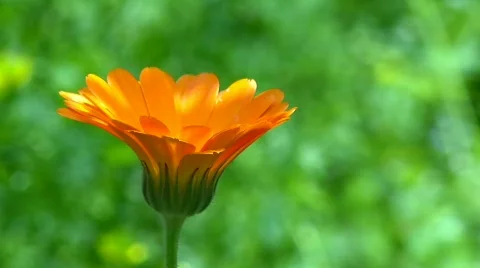 Spring flower Stock Footage 722077