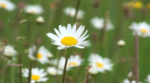 Spring flower Stock Footage 23432220