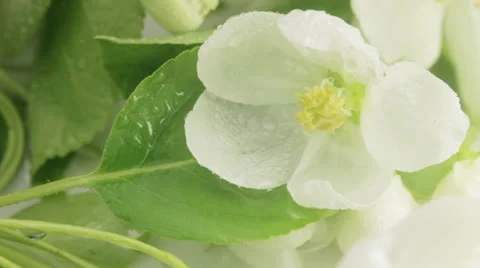 Spring flower Stock Footage 24010586