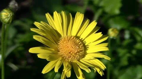 Spring flower Stock Footage 24698093