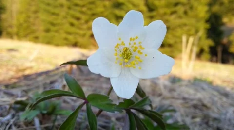 Spring flower Video stock 46278934