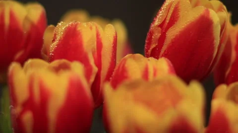 Spring flower Stock Footage 47879545