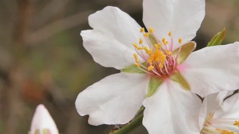 Spring flower 動画素材 73597710