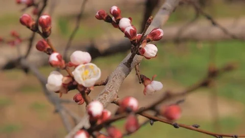 Spring flower Vidéo 74256053