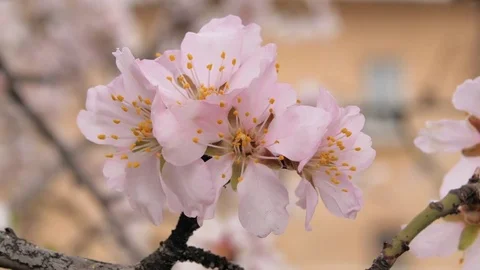 Spring flower Video stock 74257236