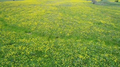 Spring Flower Stock Footage 75859904