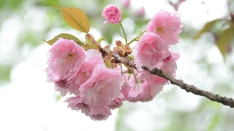 Spring flower Stock Footage 88701935