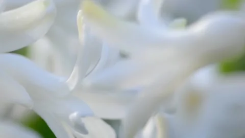 Spring flower Stock Footage