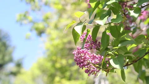 SPRING FLOWER Stock Footage 183091304