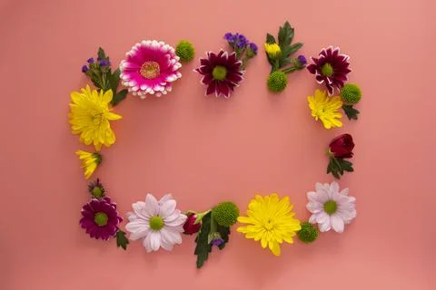 Spring flower frame on pink background made from fresh Chrysanthemum. Copy sp Stock Photos