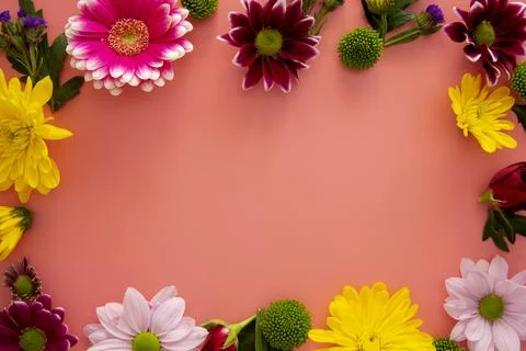 Spring flower frame on pink background made from fresh Chrysanthemum. Copy sp Foto stock