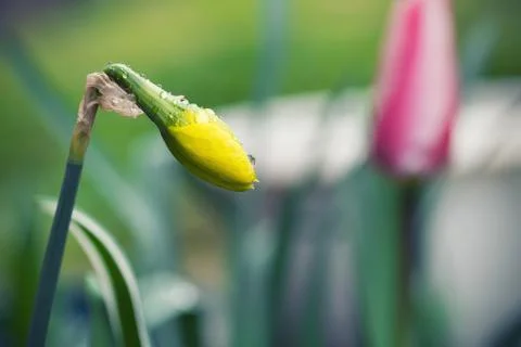 Spring flower in garden 库存照片
