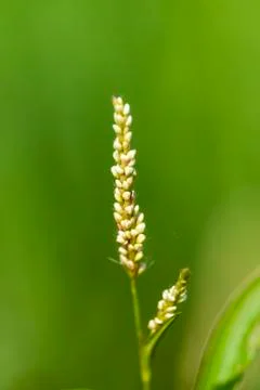 Spring Flower with Green Background Stock Photos