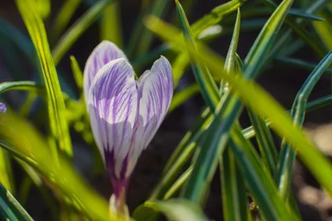 Spring flower growing Stock Photos
