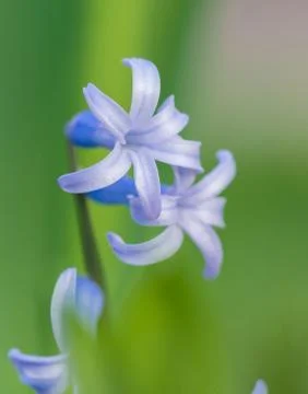 Spring flower head macro Stock Photos