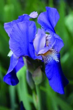 Spring flower iris blooming Foto stock