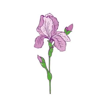 Spring flower iris. Colorful vector illustration on a white background. Stock Illustration