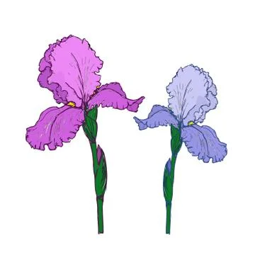 Spring flower iris. Colorful vector illustration on a white background. Stock Illustration