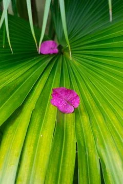 Spring flower on a leaf Stock Photos