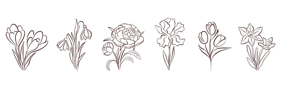 Spring flower line art set with crocus, snowdrop, peony, iris, tulip, and Stock Illustration
