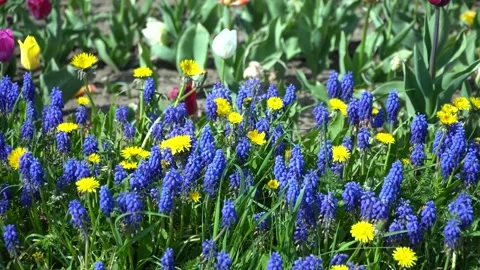Spring flower macro background. purple flowers Muscari or mouse hyacinth Stock Footage 199017142