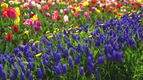 Spring flower macro background. purple flowers Muscari or mouse hyacinth Stock Footage 199017177