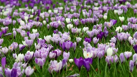 A spring flower meadow from close up 4k 30fps video Stock Footage 267129038