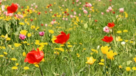 Spring flower meadow Stock Footage 49554259