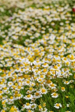Spring flower meadow Stock Photos