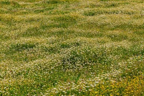 Spring flower meadow Stock Photos